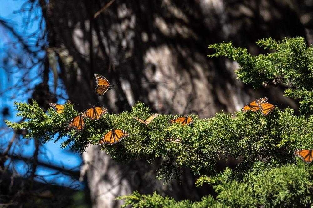 Endangered Monarch Butterflies Face Perilous Storm