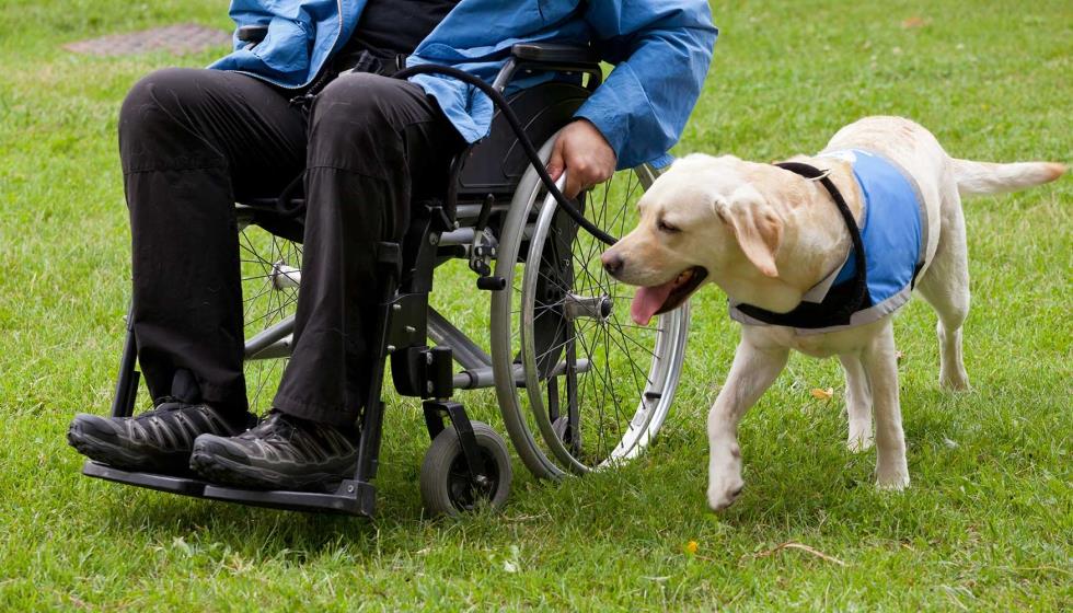 Assistance Dogs And Their Priority Work Among Groups With Functional Diversity