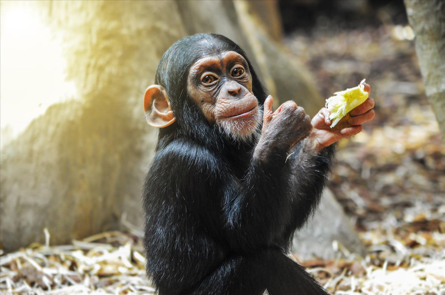 Three Surprising Reasons Human Actions Threaten Endangered Primates