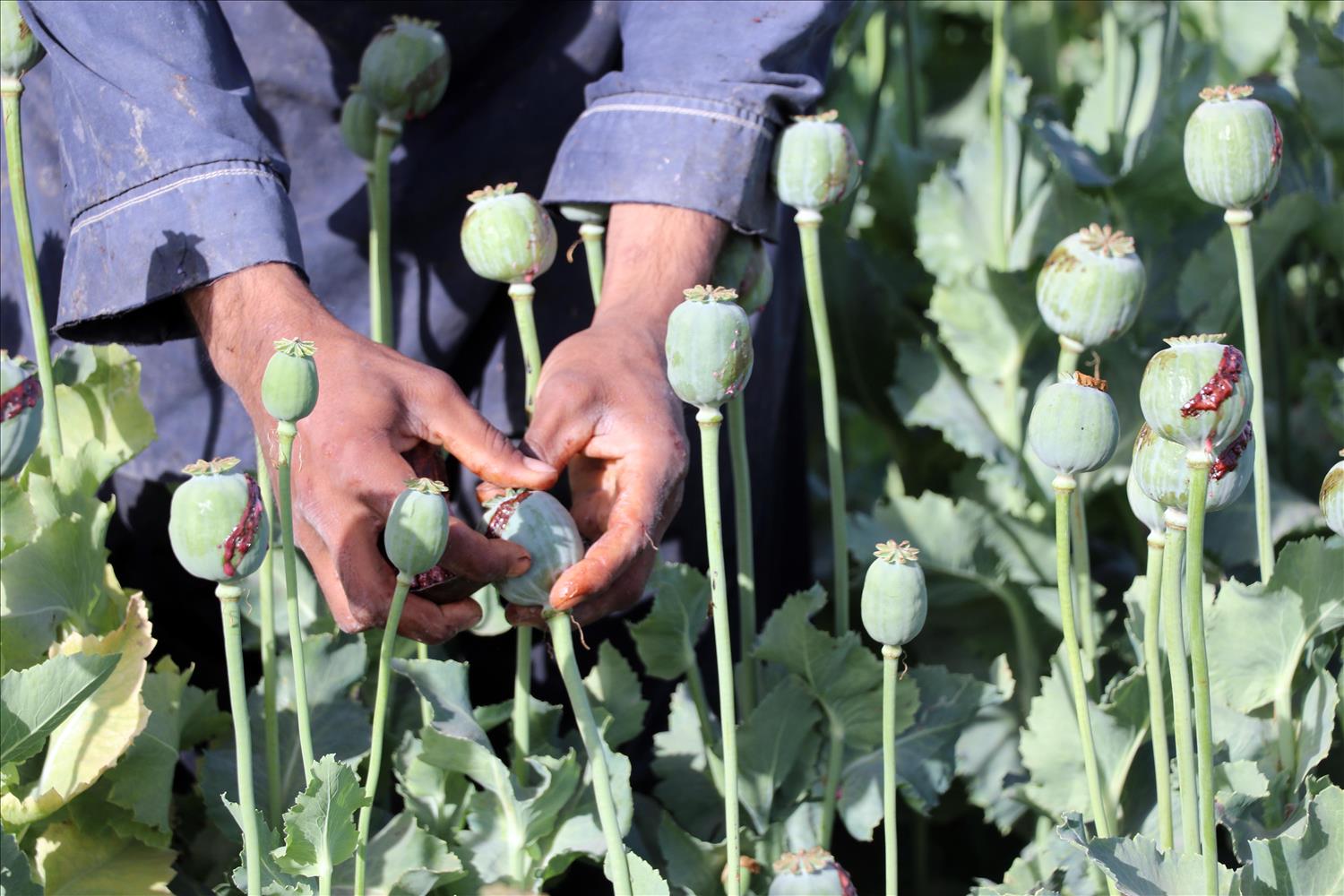 Despite The Taliban's Pledge To Eradicate Opium, The Poppy Trade Still Flourishes In Afghanistan