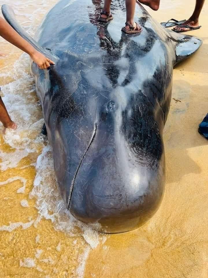 Recent Seismic Activity In Indian Ocean Likely Led Pilot Whales To Beach In Kalpitiya