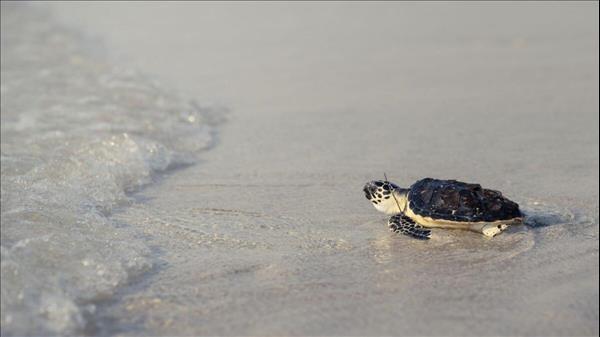 Abu Dhabi: Stranded Sea Turtle Spotted On A Beach? Here's What You ...