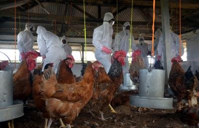  Avian Influenza (H5N1) Detected In Samples Of Govt Poultry Farm, Bokaro, Jharkhand 