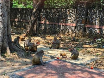  Wayside Eatery For Monkeys In Kasargod 