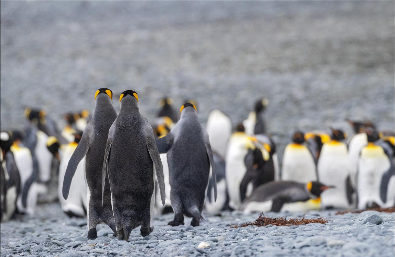 Penguin Paradise And Geological Freak: Why Macquarie Island Deserves A ...