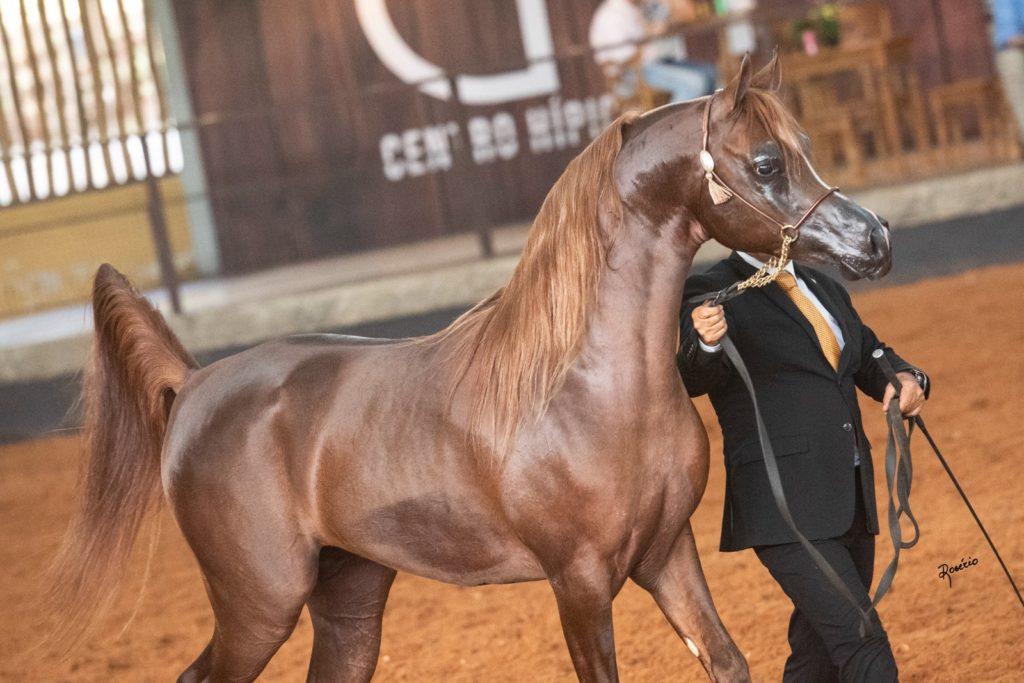 Qatari Horses To Participate In Exhibition In São Paulo