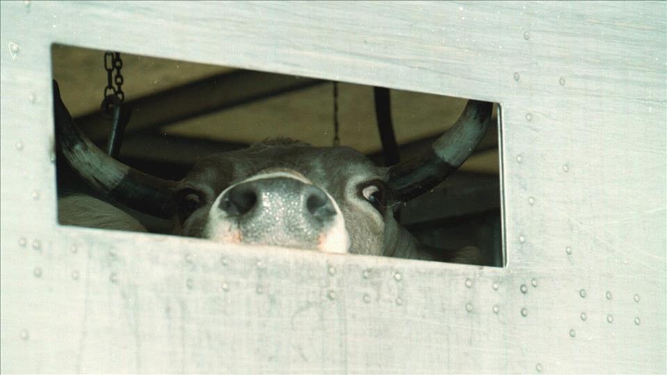 In der Schweiz wurde ein Fall von atypischem Rinderwahn gemeldet