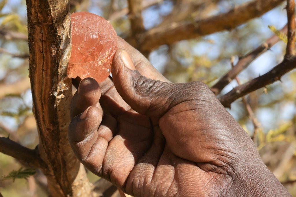 Sudan’S Gum Arabic: What Is It And What Is It Used For?