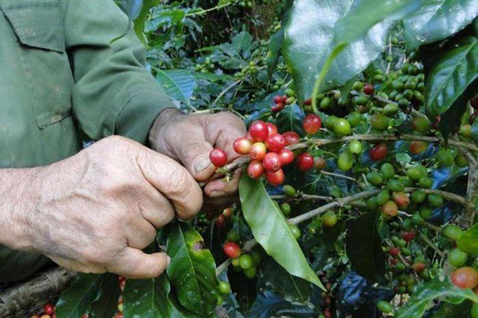 Cuban Project Seeks To Increase Arabica Coffee Production In The Country