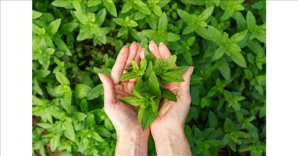 Global Stevia Market Is Projected To Reach USD 2174.99 Mn By 2033, At A CAGR Of 9.5%