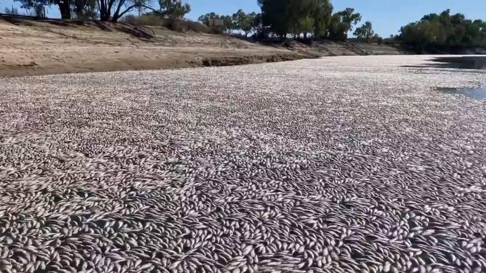 أستراليا تكشف سبب نفوق ملايين الأسماك
