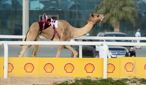 'Camel Race Finals Showed Richness Of Qatari Culture'