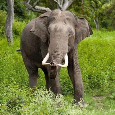  TN Forest Dept Deploys Two Kumki Elephants To Trap Wild Tusker In Erode 