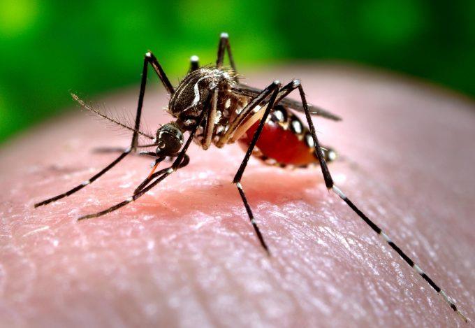 Dengue Virus Stages A Comeback In KP