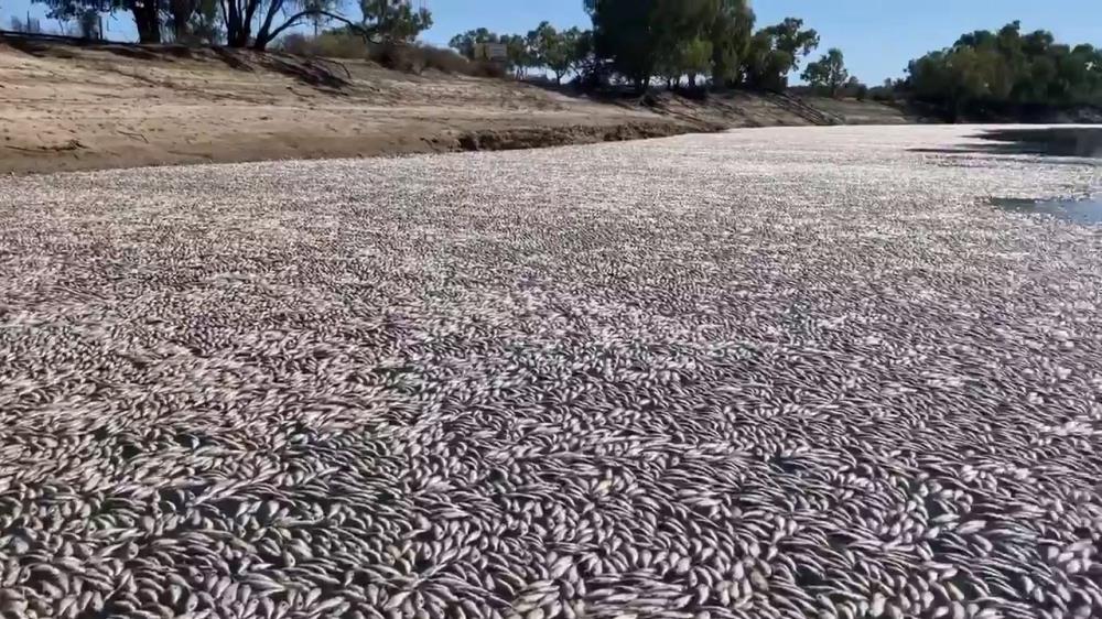 Millions Of Rotting Fish To Be Removed From Outback River