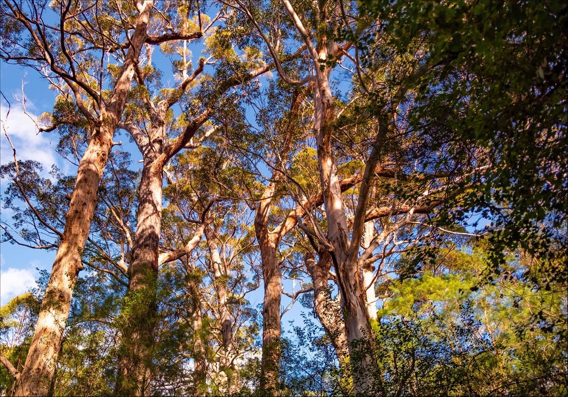 New Research Reveals How Forests Reduce Their Own Bushfire Risk, If They're Left Alone