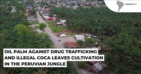 Oil Palm Against Drug Trafficking And Illegal Coca Leaves Cultivation In The Peruvian Jungle