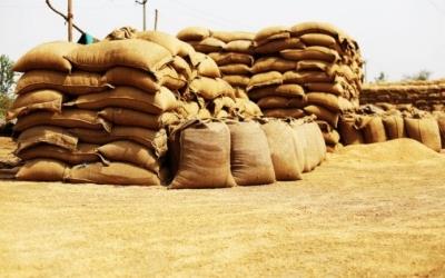  Approximately 11,000 MT Of Wheat Procured In Current Rabi Season: FCI Chief 