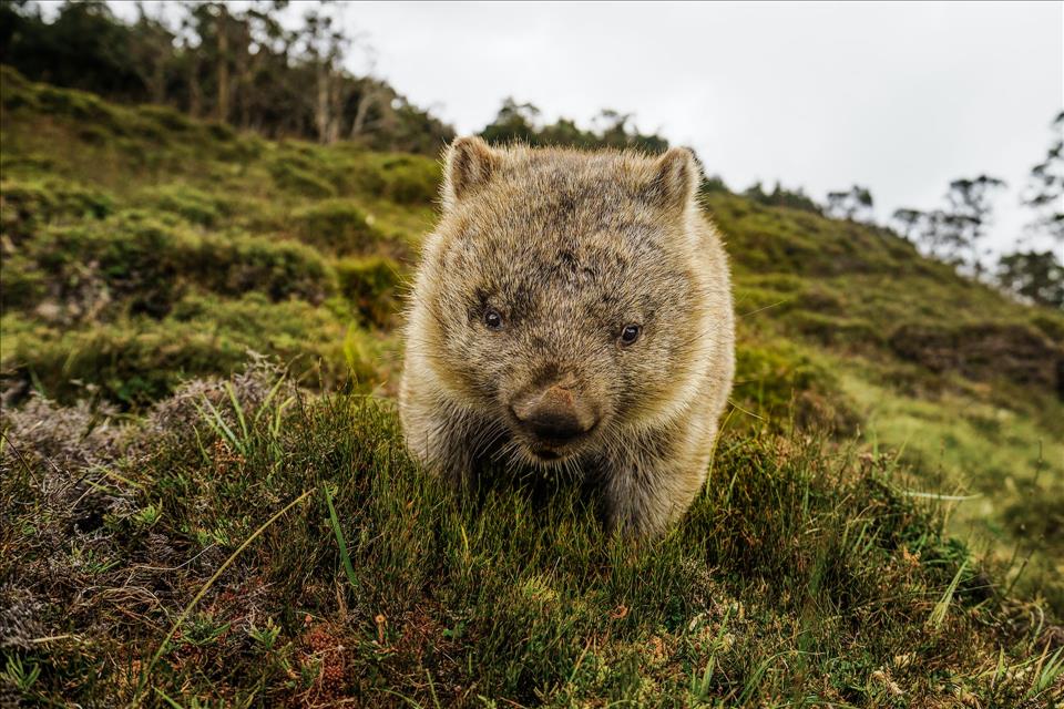 A Rare Video Of Wombats Having Sex Sideways Offers A Glimpse Into The Bizarre Realm Of Animal Reproduction