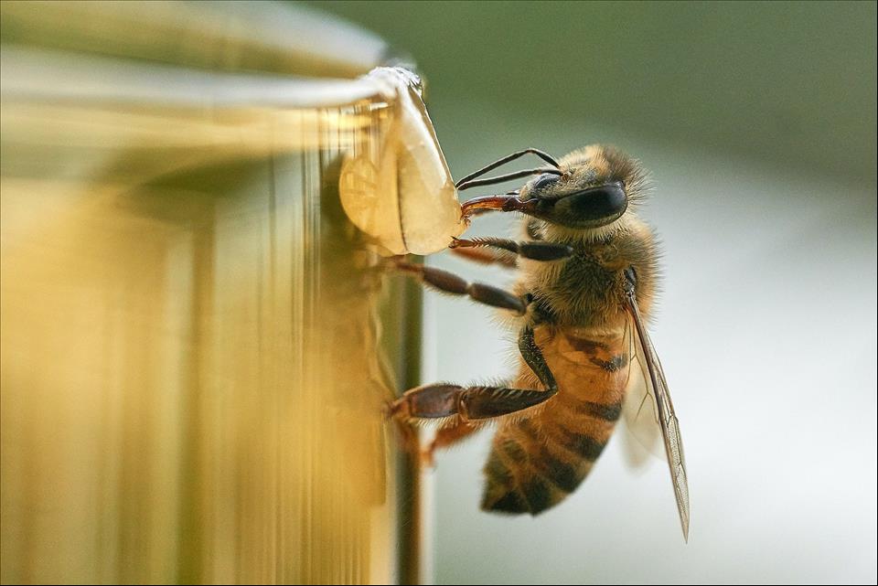 What Can't Bees Do? Unique Study Of Urban Beehives Reveals The Secrets Of Several Cities Around The World