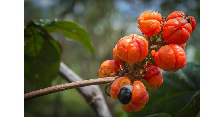 Guarana Market Worth US$ 249.4 Million 2029 With A CAGR Of 7.5 % - BY PMI