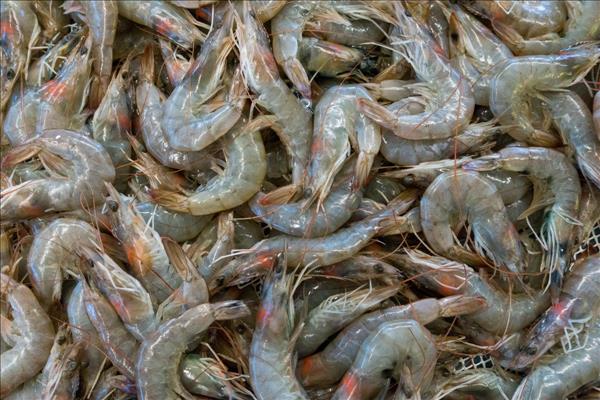 Saudi Bans Import Of Indian Shrimp Due To 'Virus'