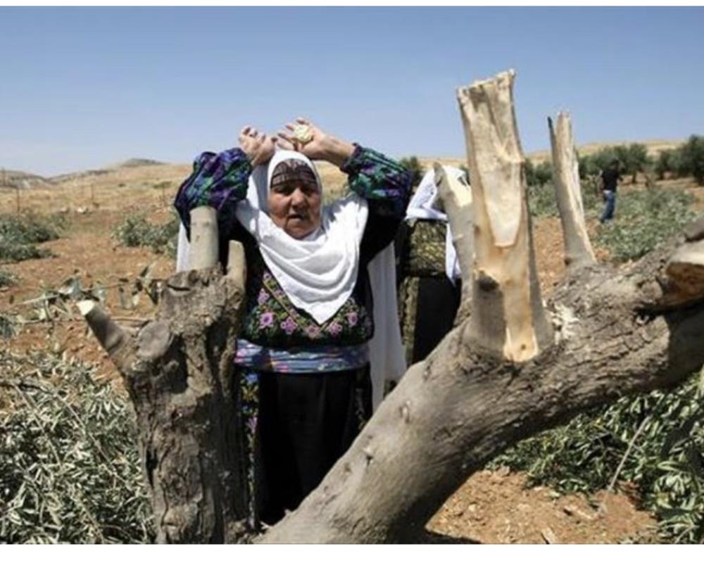Israeli Settlers Chop Off Newly Planted Olive Shrubs Near Bethlehem
