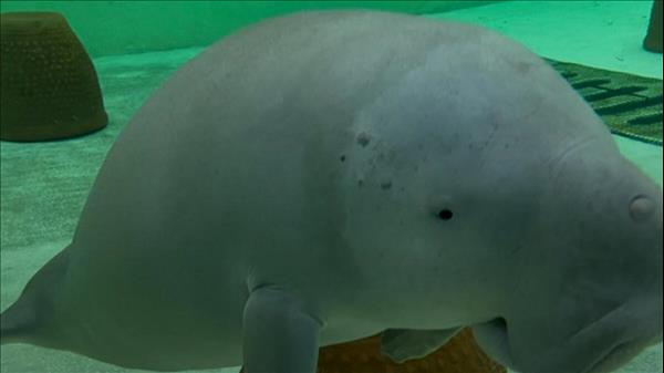 UAE: Abandoned Dugong Calf, Rescued In 2019, Now Successfully Rehabilitated