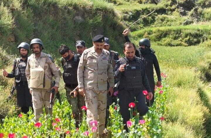 Police Destroy Poppy Crops On 176 Kanals Of Land In Swabi And Mohmand Districts