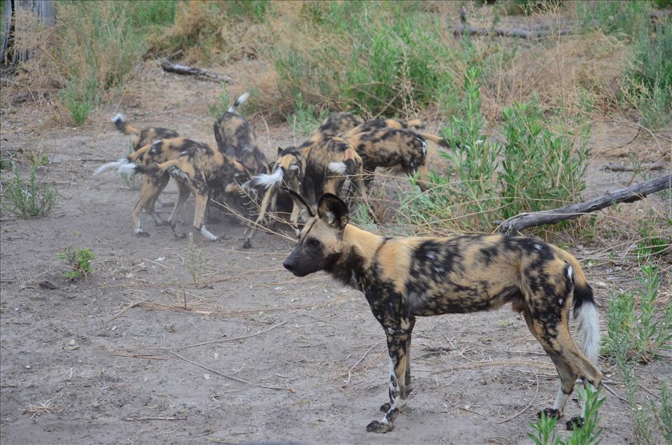 African Wild Dogs Have A Feeding Queue: Why It Makes Sense
