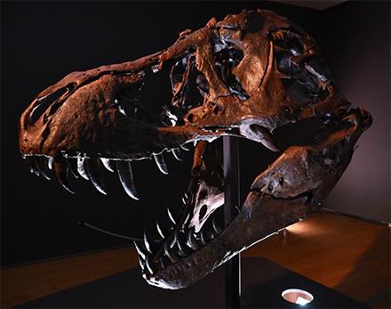 'Those Protruding T Rex Teeth? They Were Covered By Lips'