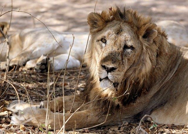 Six more lions speared to death by Kenyan herders just days after