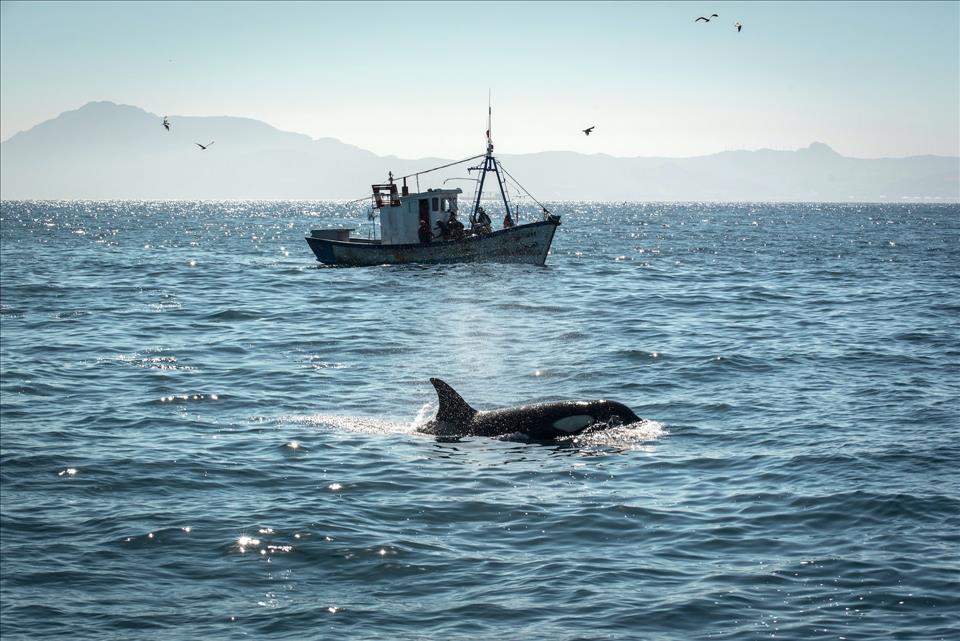 Expert Q&A: Why Are Killer Whales Attacking Boats?