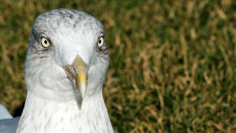 Greedy Gulls Decide What To Eat By Watching People -- New Research