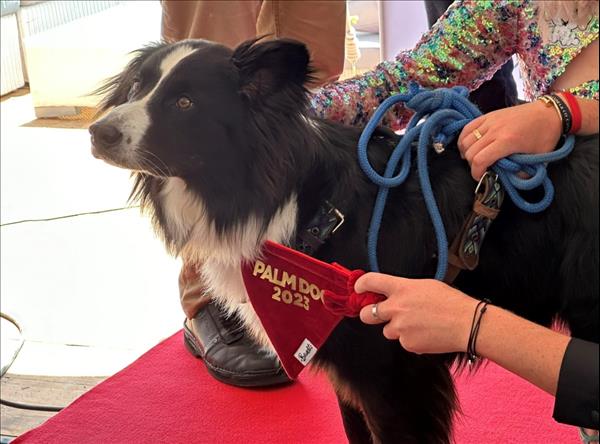 'Messi' The Border Collie Crowned Top Dog Actor At Cannes