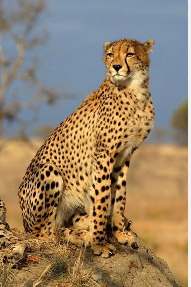  Cheetah Deaths Raise Red Flags On Viability Of 'Mock Natural Habitat' Kuno 