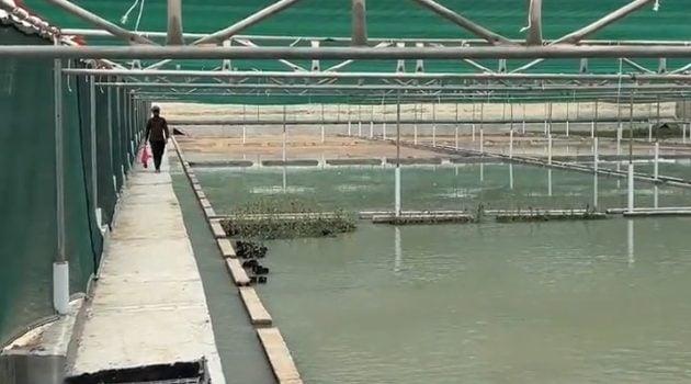 New Mangrove Nursery In Basra To Foster Sustainable Development