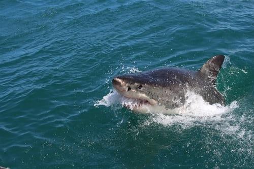  4 Great White Sharks Detected In Waters Off NY, New Jersey 