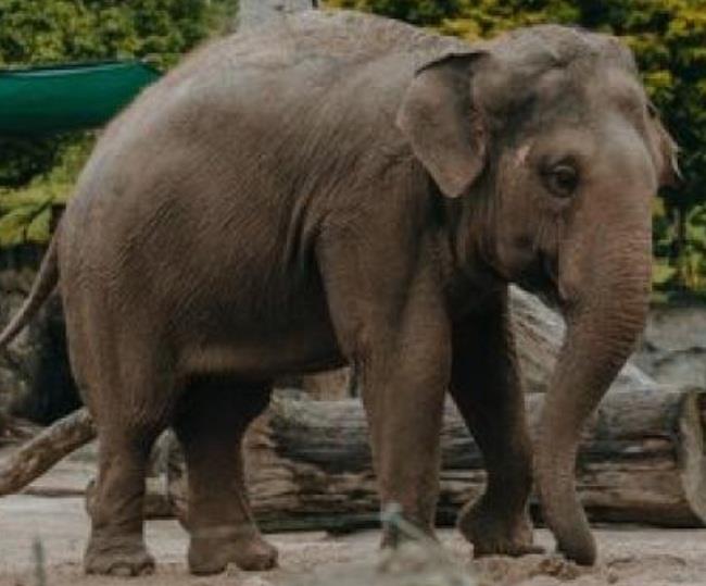  Man Attacked By Rogue Elephant In TN Dies 