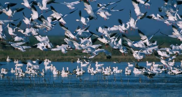  Himachal Mulls To Ply Shikaras At Migratory Bird Paradise Of Pong Wetlands 