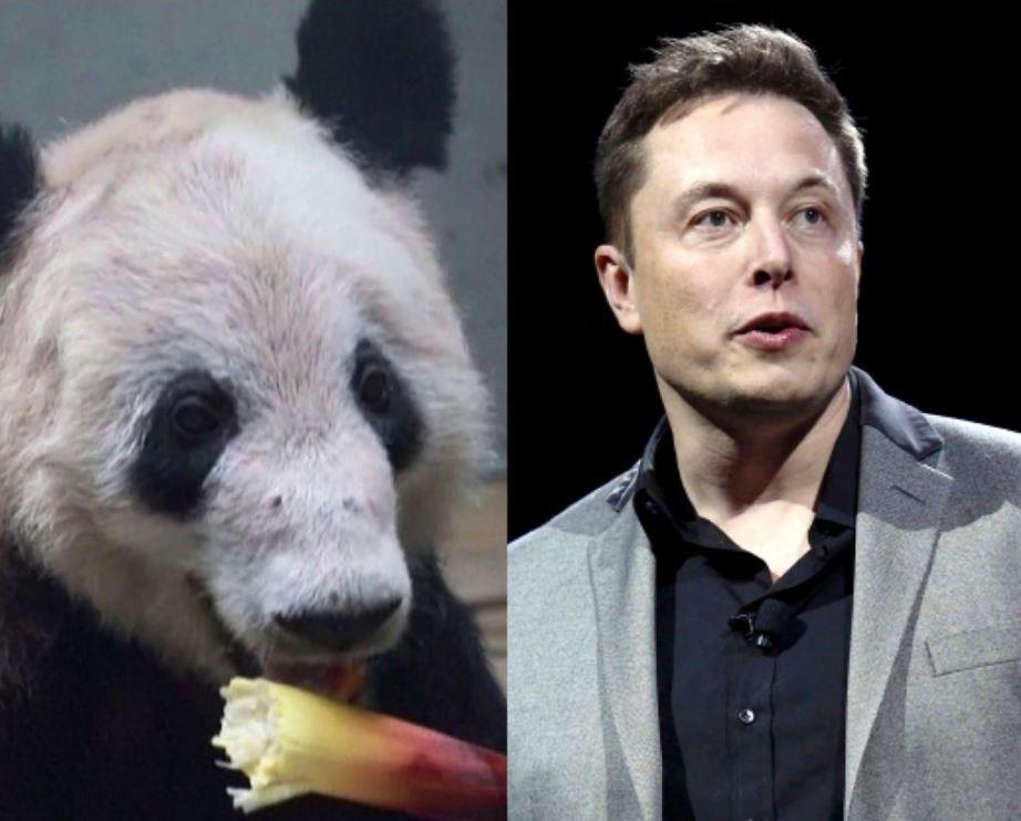 Musk's Visit Eclipsed By Panda Reunion On Chinese Social