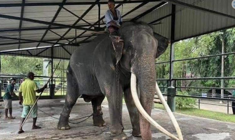 Thailand To Send Mahouts, Aircraft To Sri Lanka To Bring Back Sick Elephant