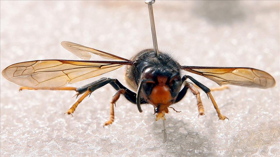 Bee-Eating Asian Hornets Spread, Especially In Geneva