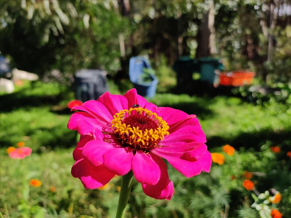 The World's First Flowers Were Pollinated By Insects