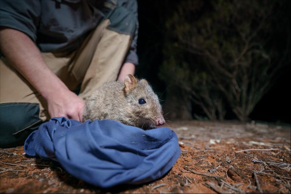 'Too Small And Carefree': Endangered Animals Released Into The Wild May Lack The Match-Fitness To Evade Predators