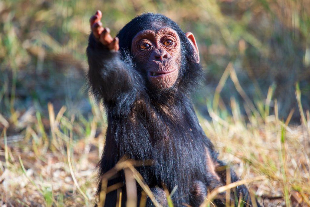 Chimpanzees' Communication Development Echoes Human Infants