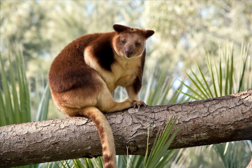 Giant Tree-Kangaroos Once Lived In Unexpected Places All Over Australia, According To Major New Analysis