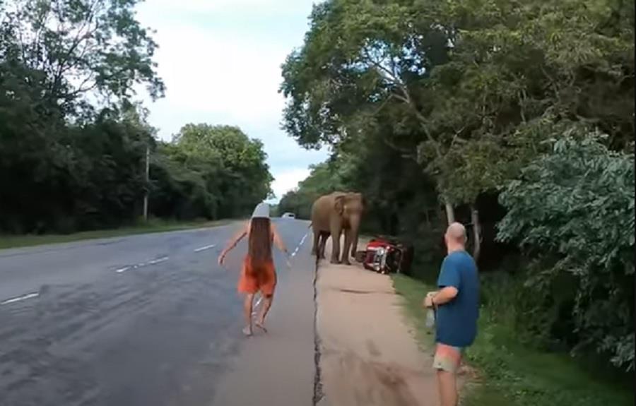 Footage By Tourists Show Elephant Attacking Vehicles In Sri Lanka