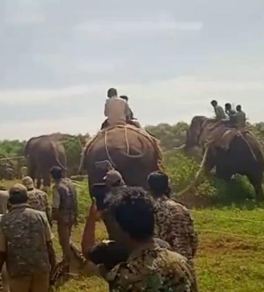  K'taka: Tusker Which Killed Two Persons Captured, To Be Relocated 