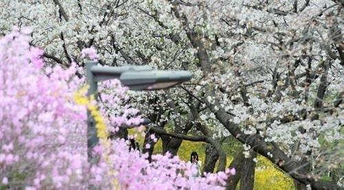  S.Korea Experiences Warmest Spring: Weather Agency 